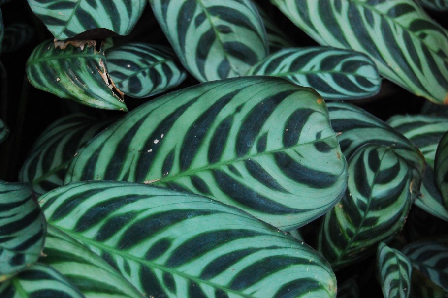 Ктенанта Бурле-марксии