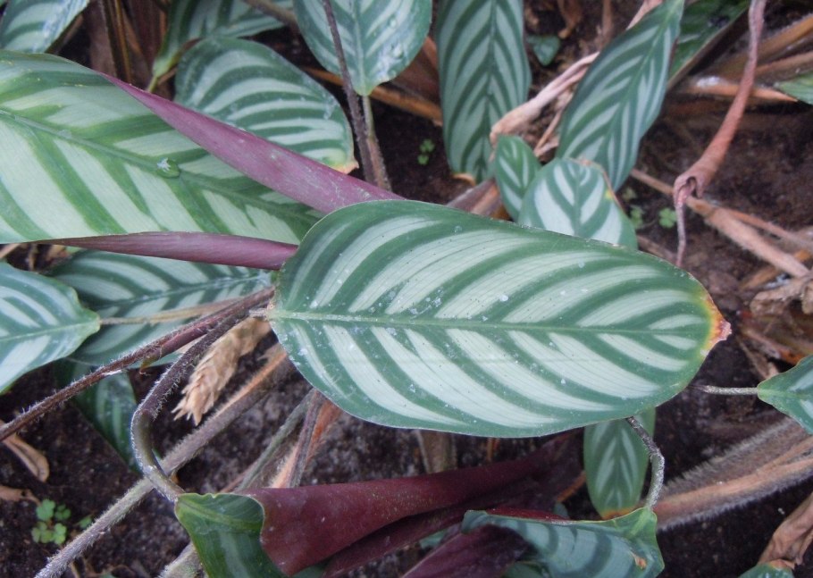 Ктенанта Оппенгейма