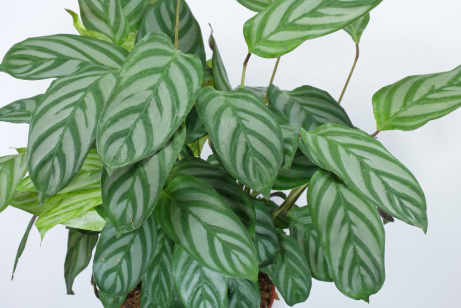 Калатея ктенанта