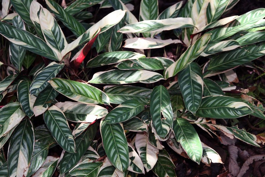 Ктенанта Амабилис