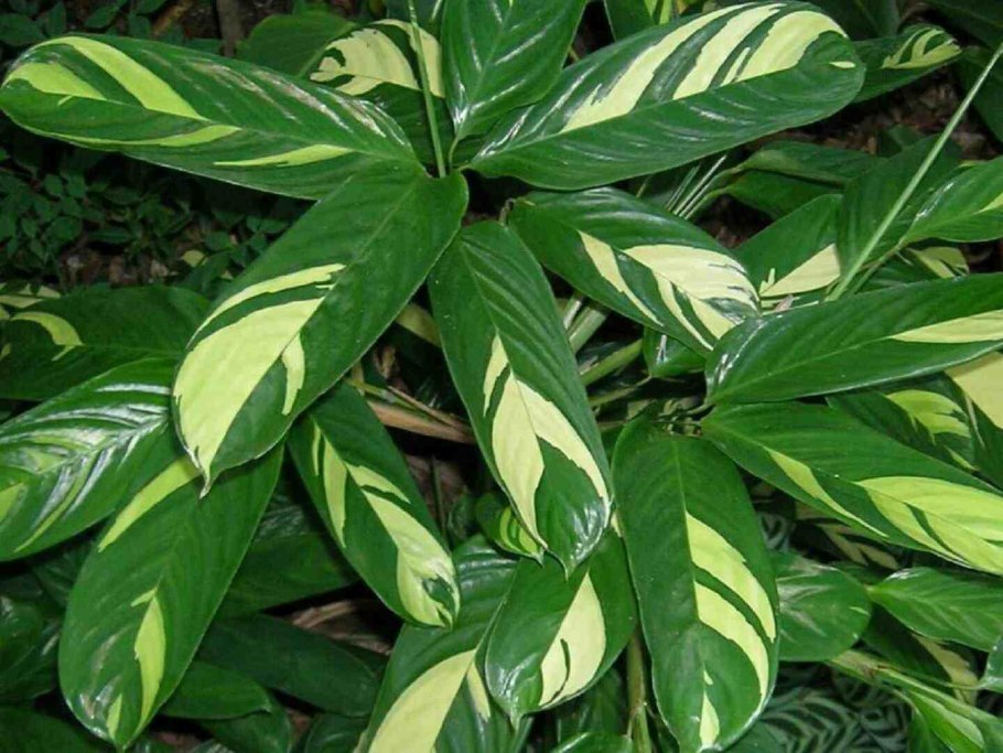 Цветок ктенанта Лубберса