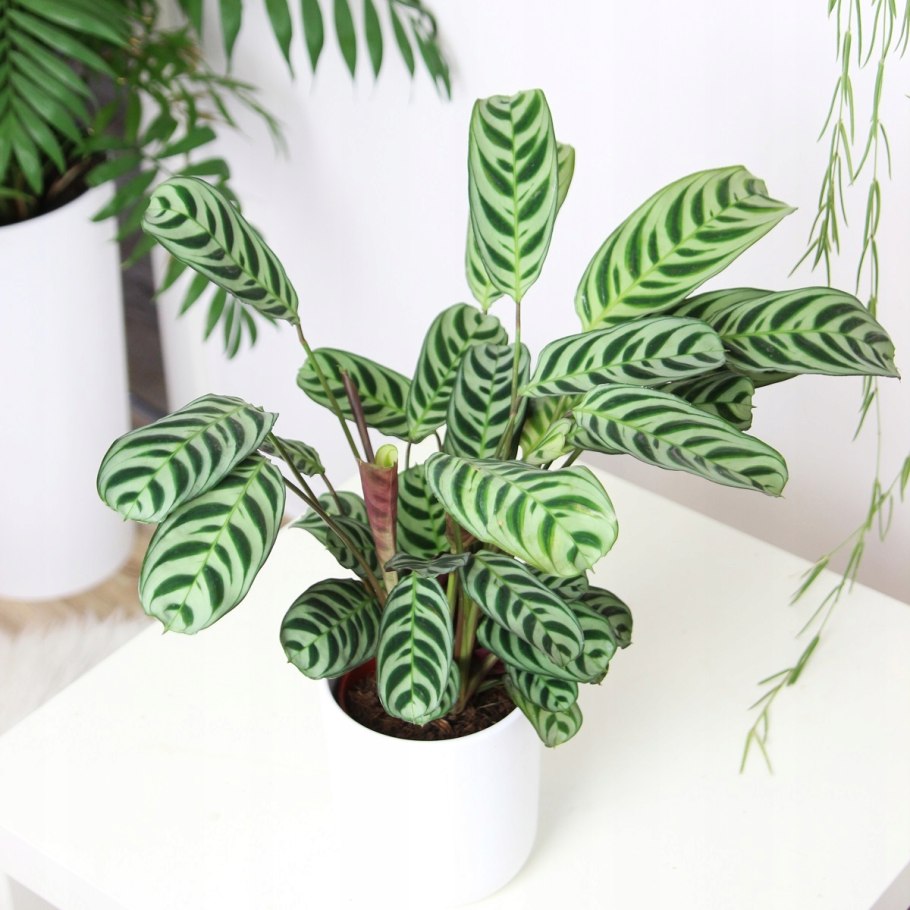 Калатея ктенанта