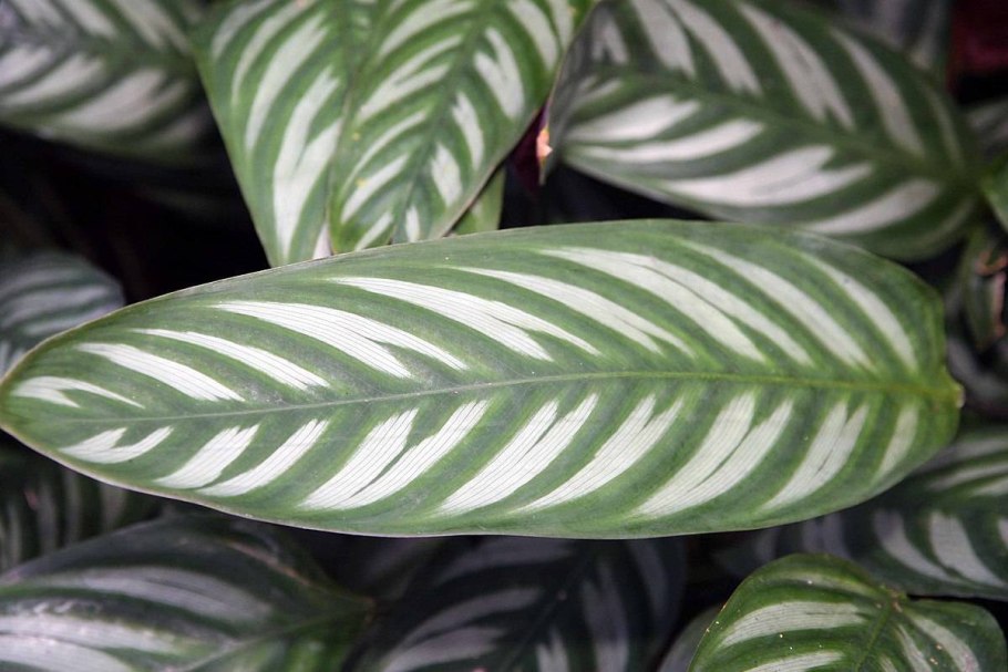 Ктенанта oppenheimiana