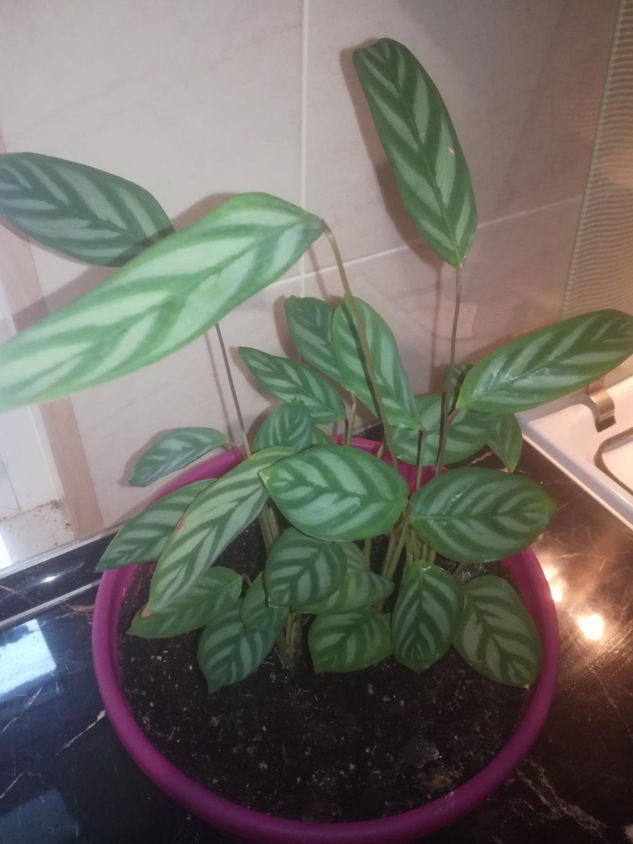 Ктенанта Burle-marxii