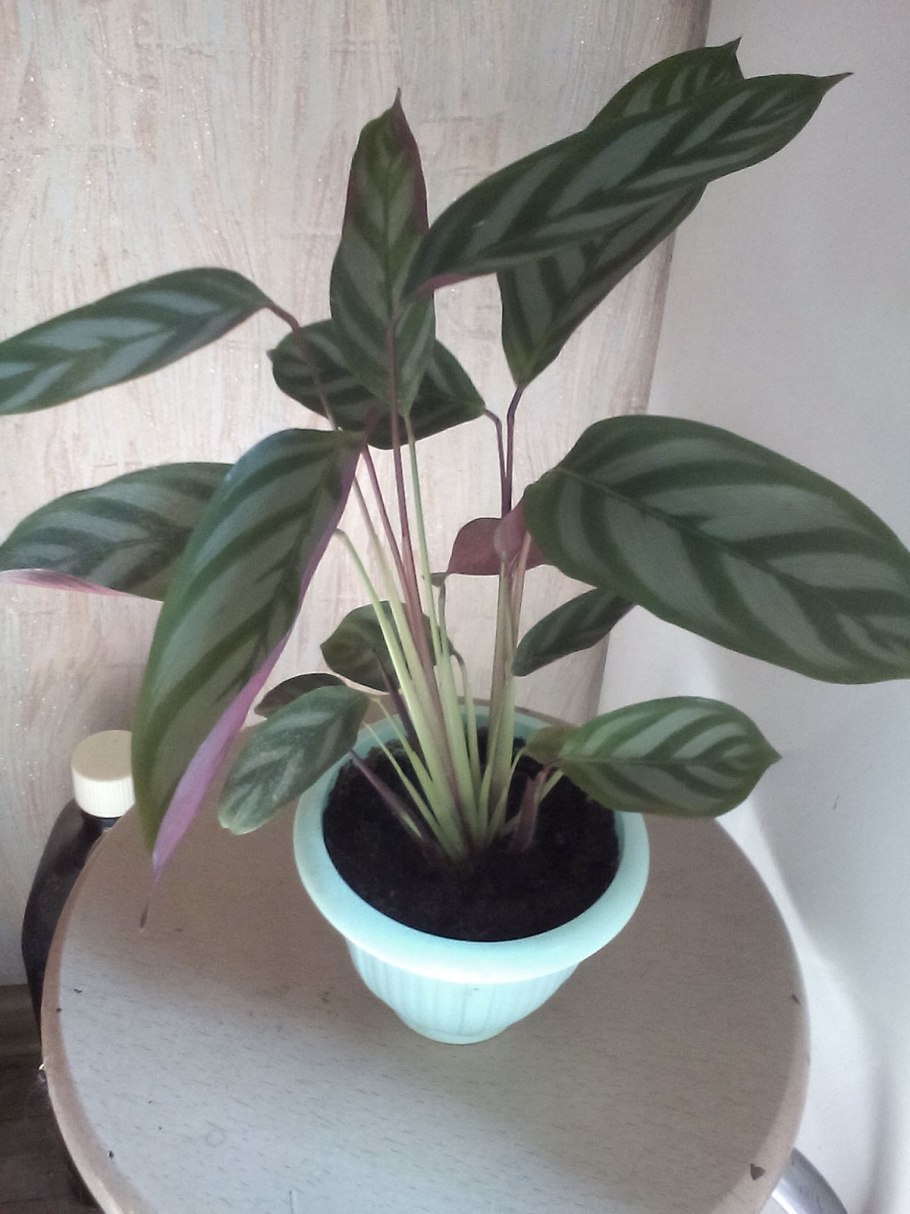 Ктенанте Оппенгейма