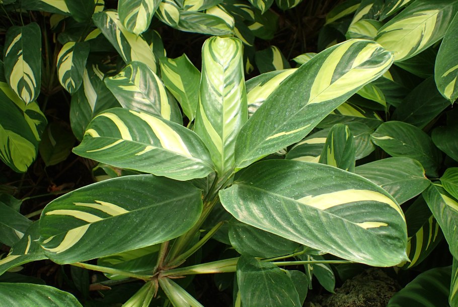 Ктенанта марантолистная