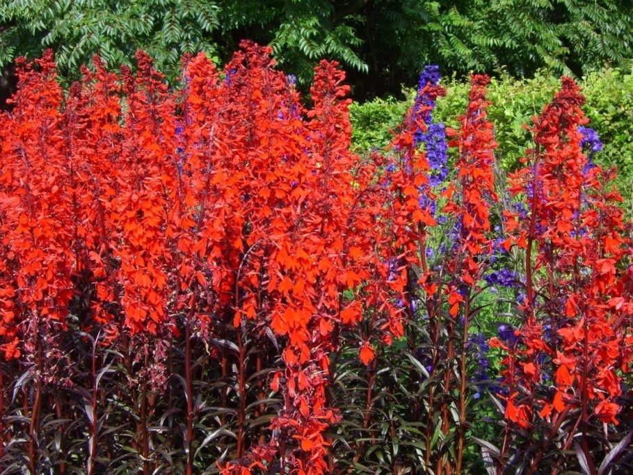 Лобелия кардинальская (Lobelia cardinalis)
