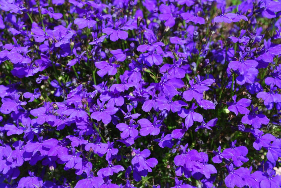 Лобелия кардинальская (Lobelia cardinalis)