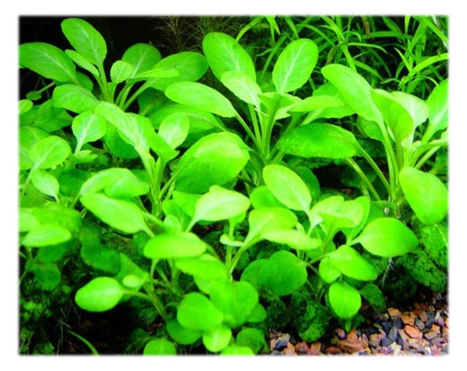 Лобелия прекрасная (Lobelia speciosa)