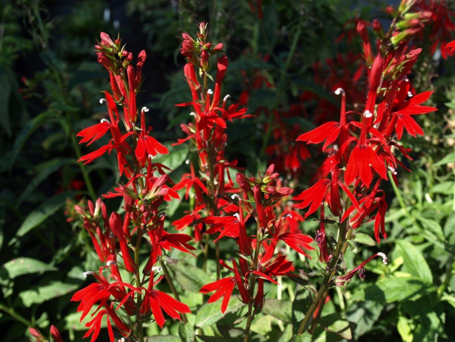 Лобелия speciosa