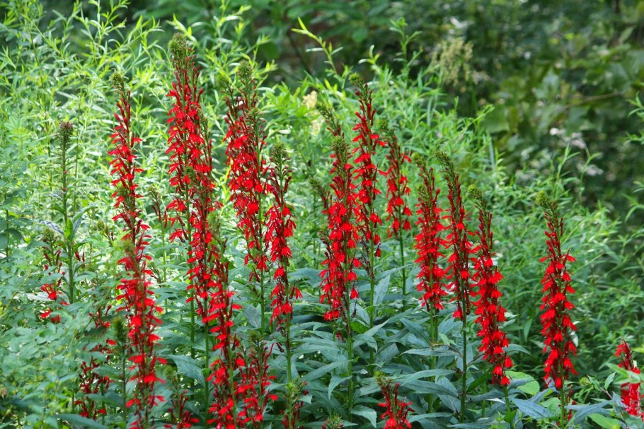 Лобелия кардинальская (Lobelia cardinalis)