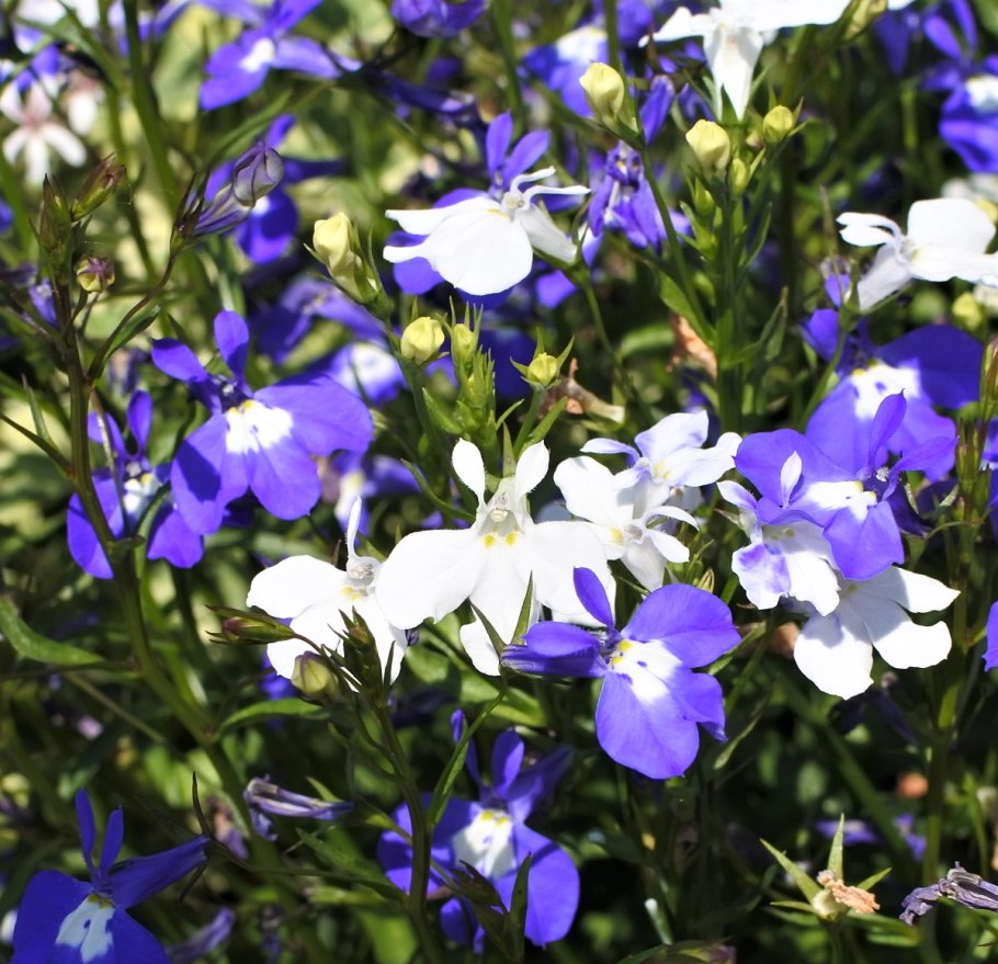 Лобелия прекрасная (Lobelia speciosa)
