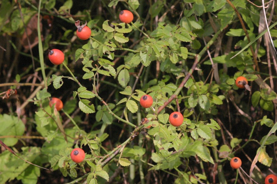 Шиповник Пашенный