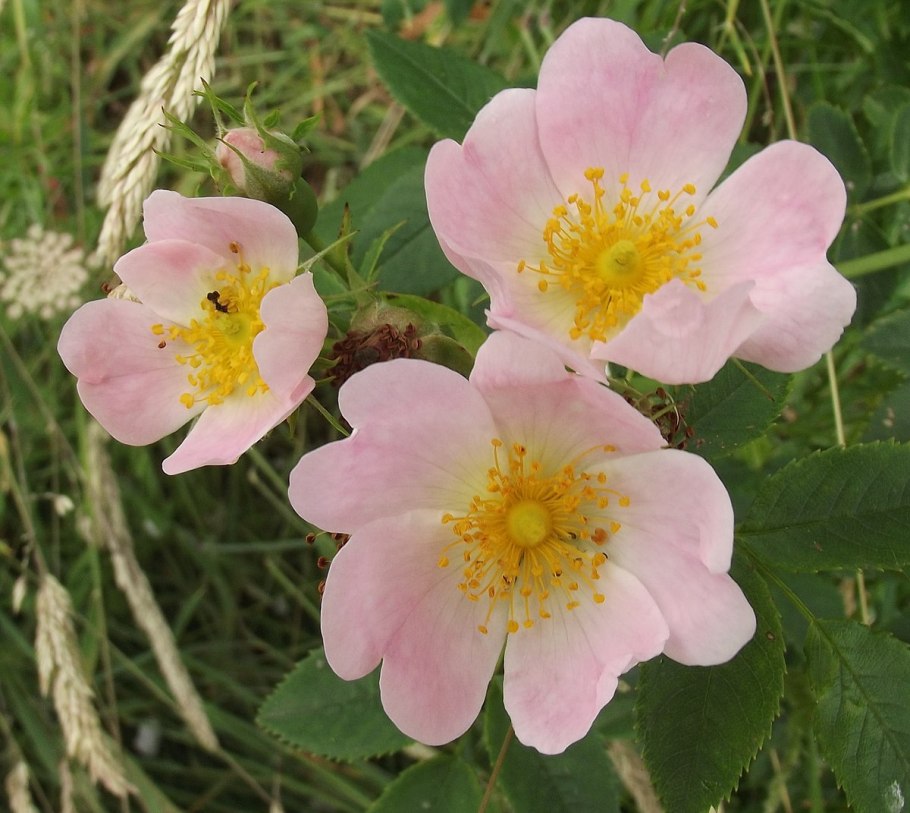 Дикая роза растение шиповник