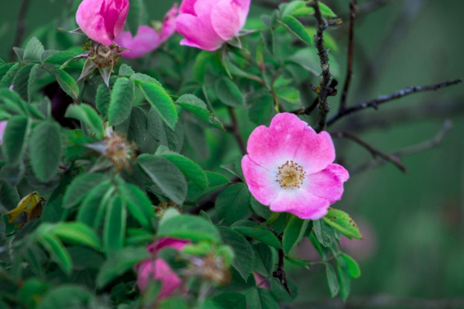 Роза иглистая