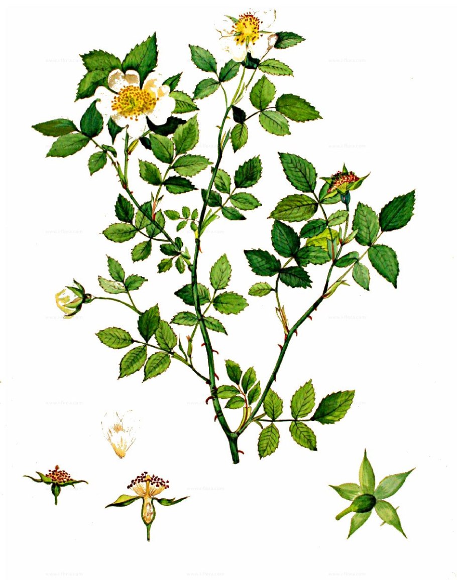 Шиповник Дикая роза