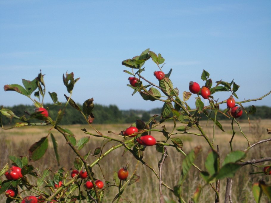 Шиповник Пашенный