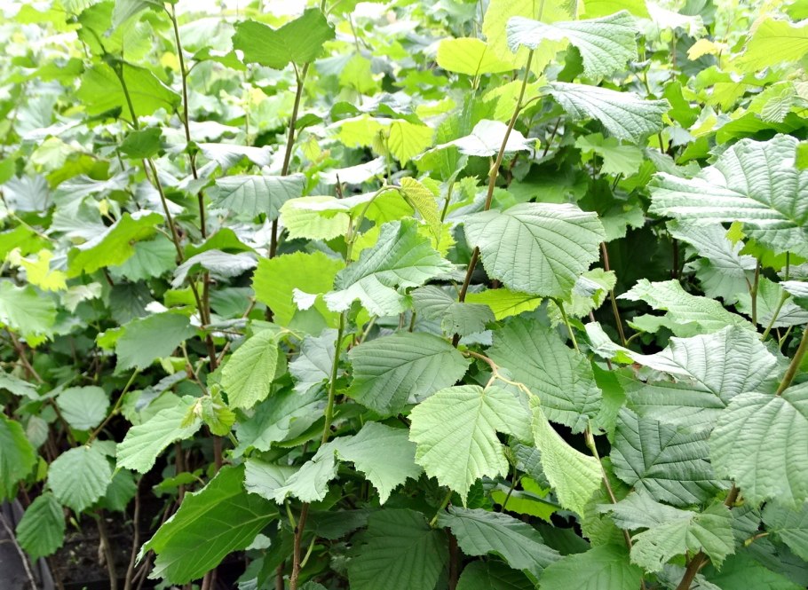 Фундук (лещина обыкновенная)