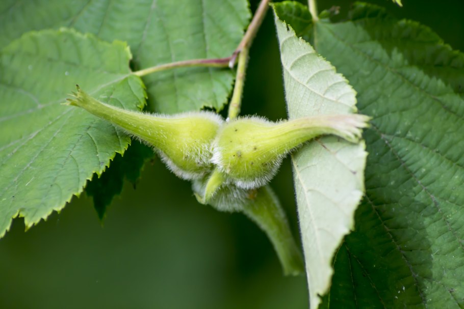 Лещина Дальневосточная