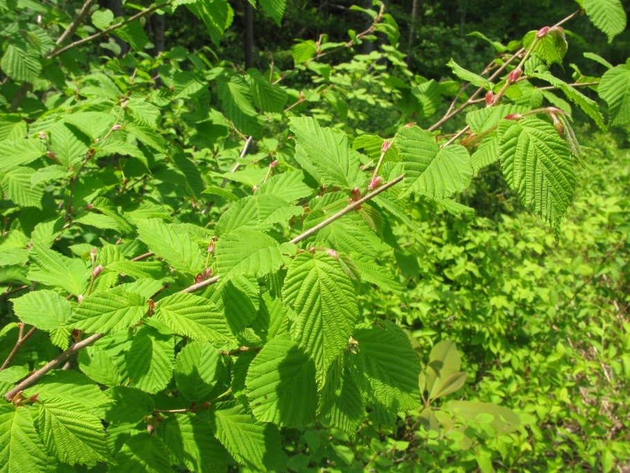 Лещина маньчжурская, орешник