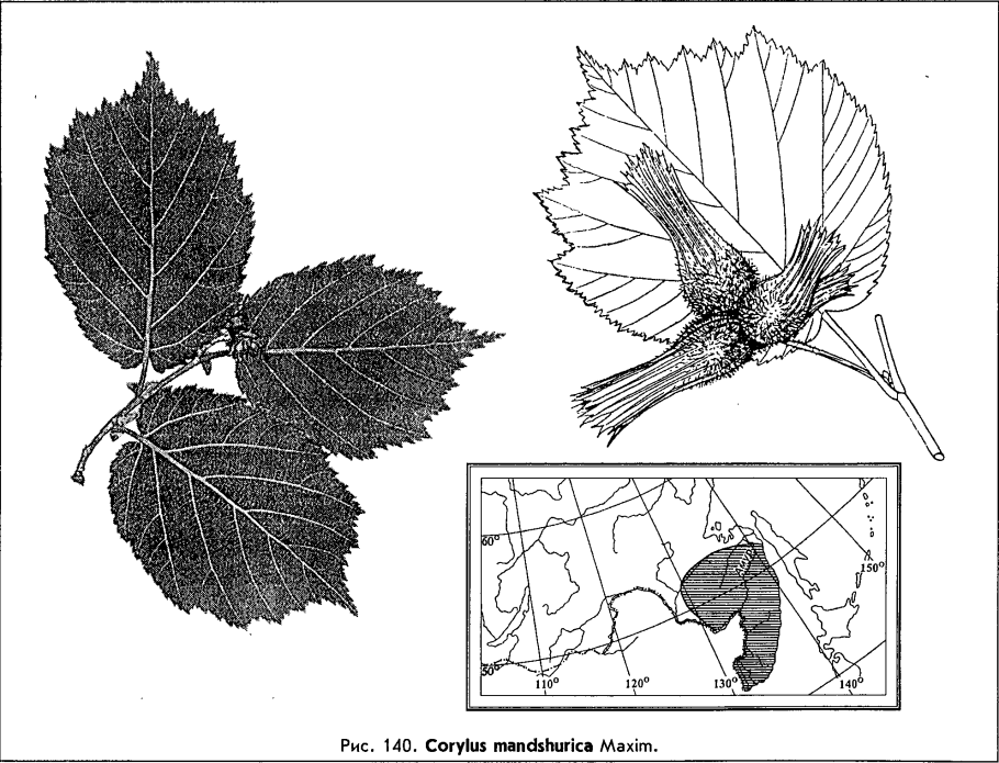 Ольха лещина орешник