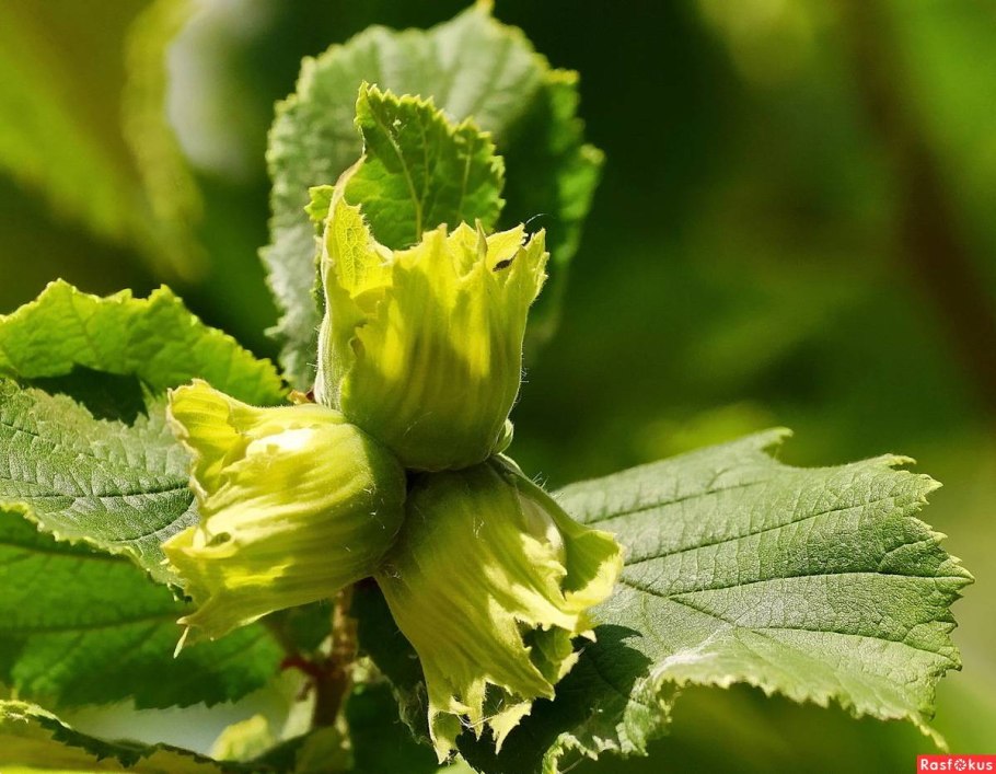 Лещина маньчжурская Corylus mandshurica