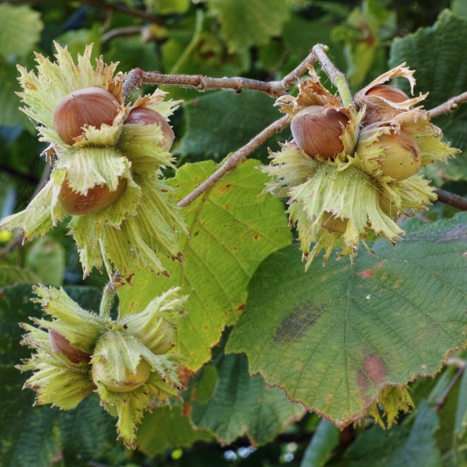 Лещина маньчжурская Corylus mandshurica