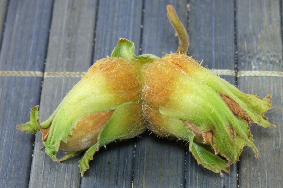 Лещина Дальневосточная