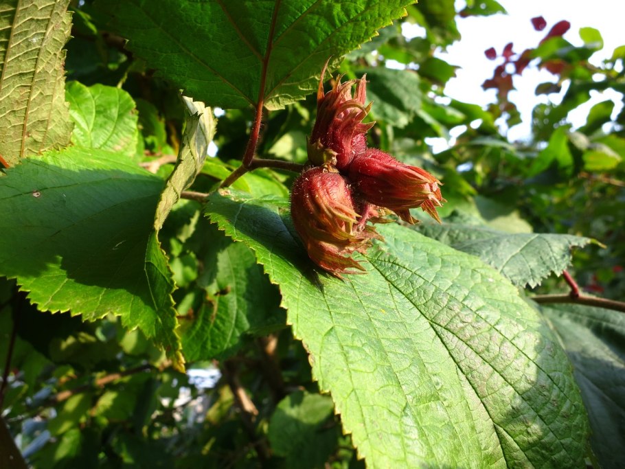 Corylus маньчжурская
