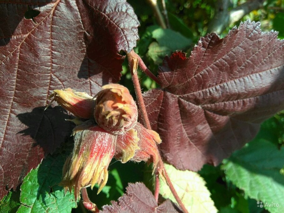 Фундук сорт цвет черешка форум