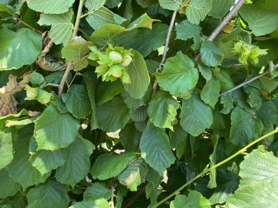 Орешник фундук дерево