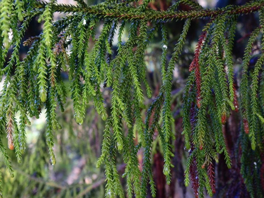 Дакридиум ветка