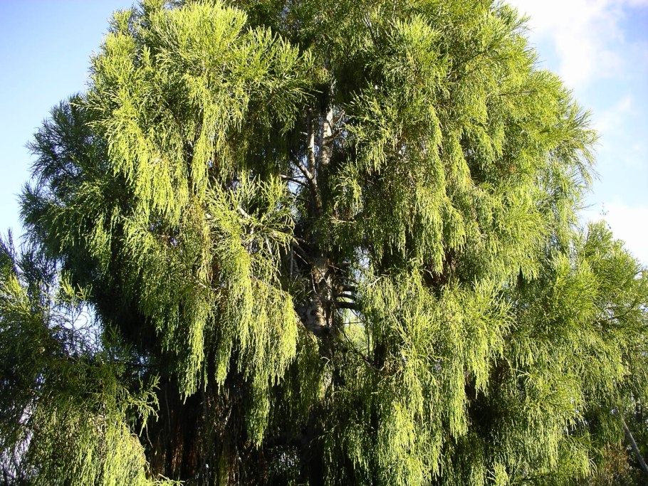 Дакридиум кипарисовый новая Зеландия