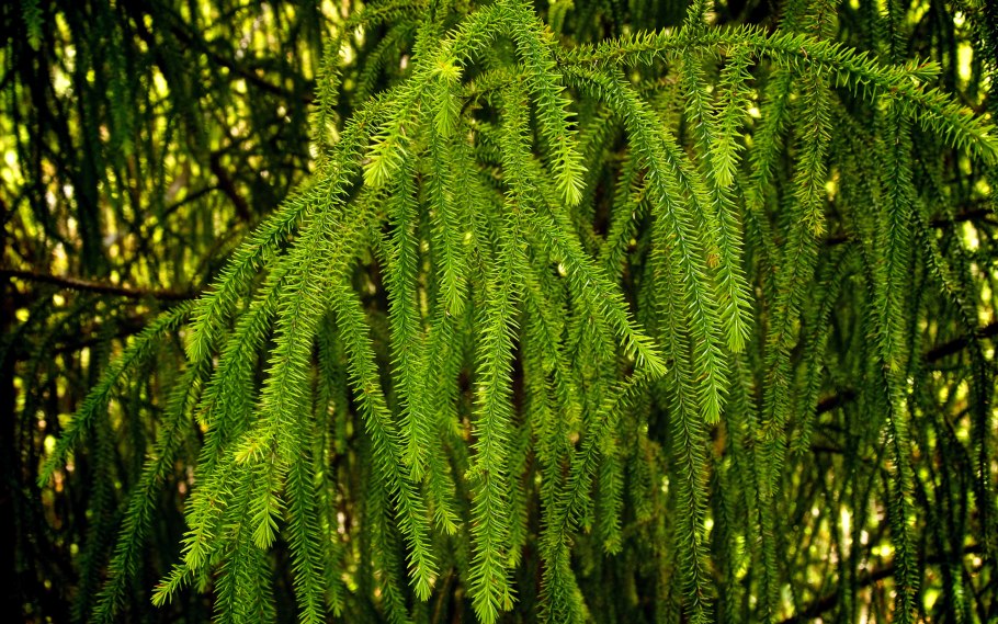 Дакридиум рыхлолистный