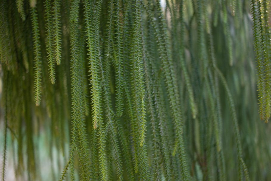 Dacrydium cupressinum