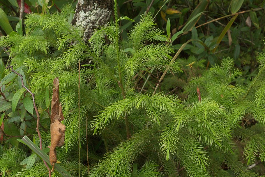 Дакридиум хвоя