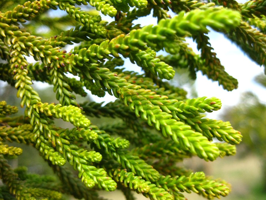 Phyllocladus Alpinus