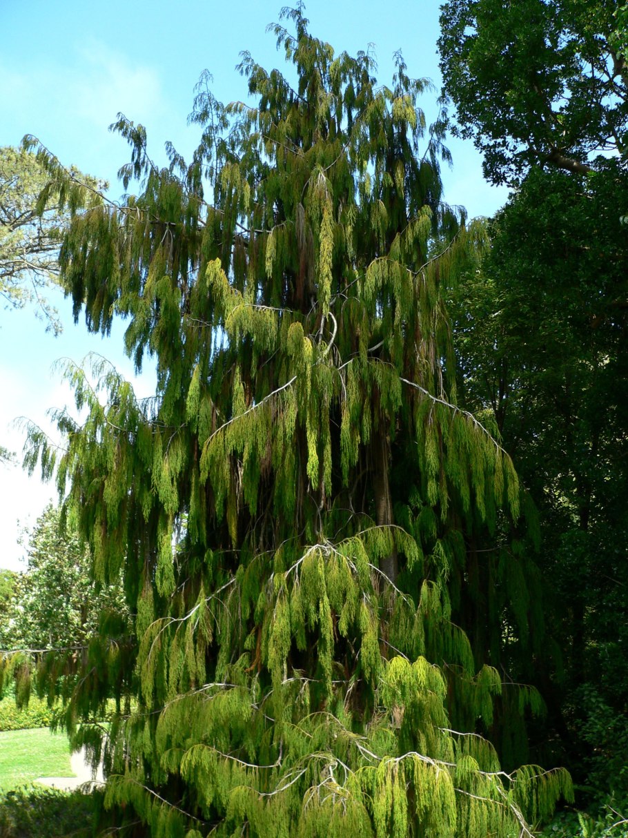 Dacrydium cupressinum