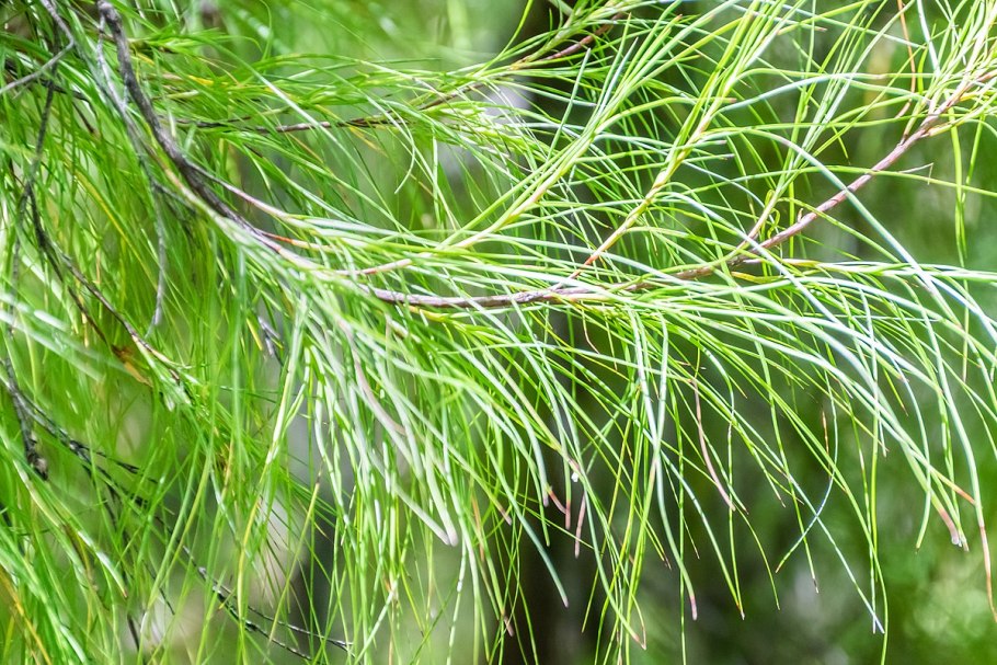 Dacrydium cupressinum