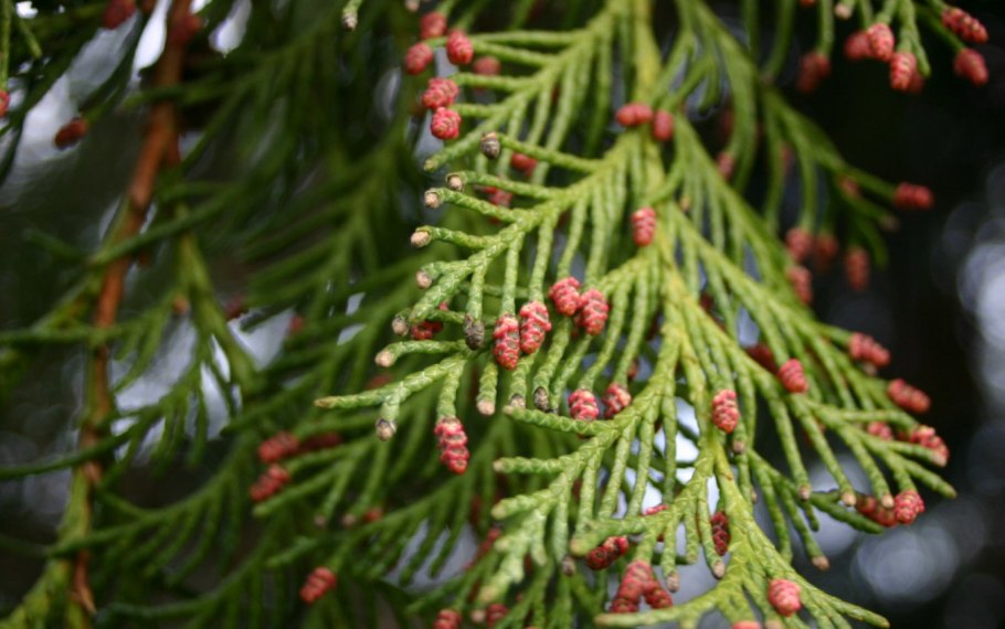 Chamaecyparis p. 'Golden Mop'