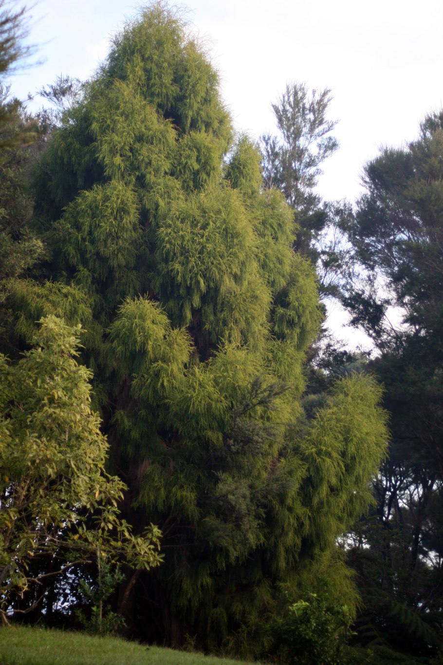 Дакридиум кипарисовый новая Зеландия