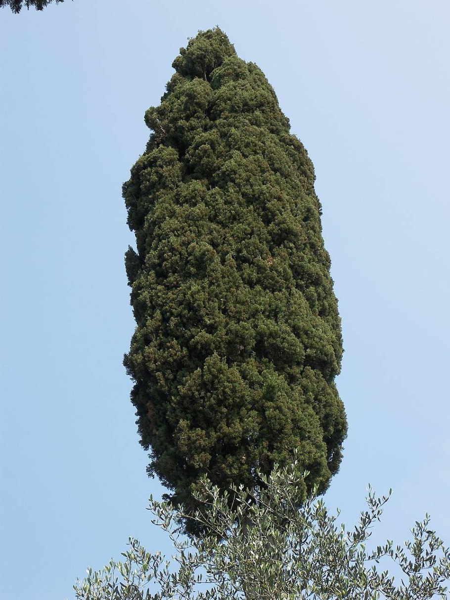 Дакридиум ветка