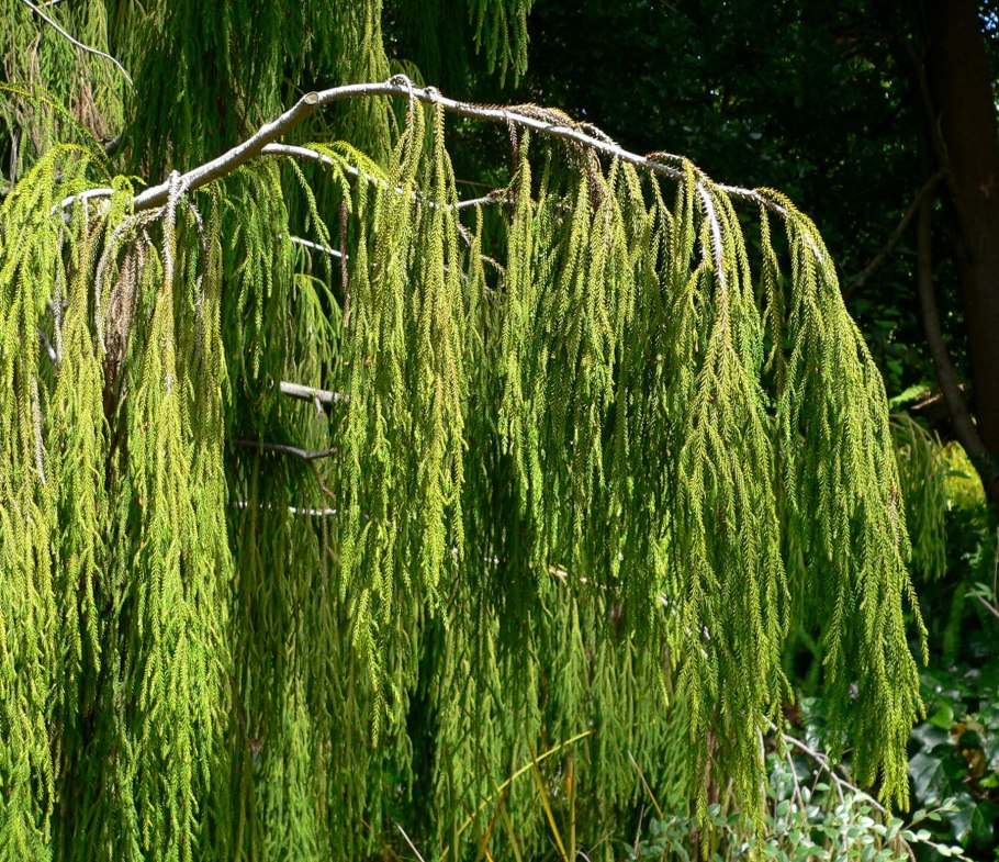 Дакридиум кипарисовый новая Зеландия