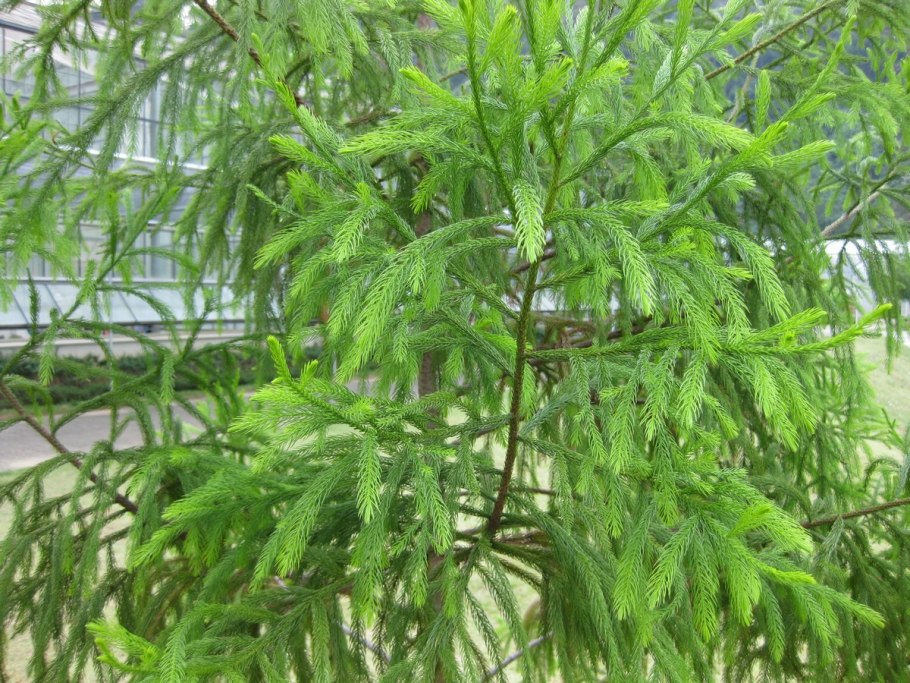 Дакридиум рыхлолистный