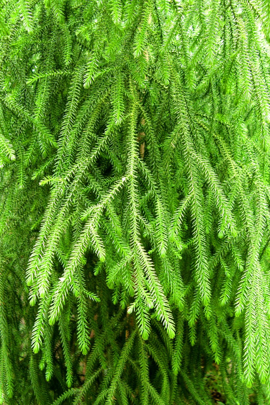 Дакридиум ветка