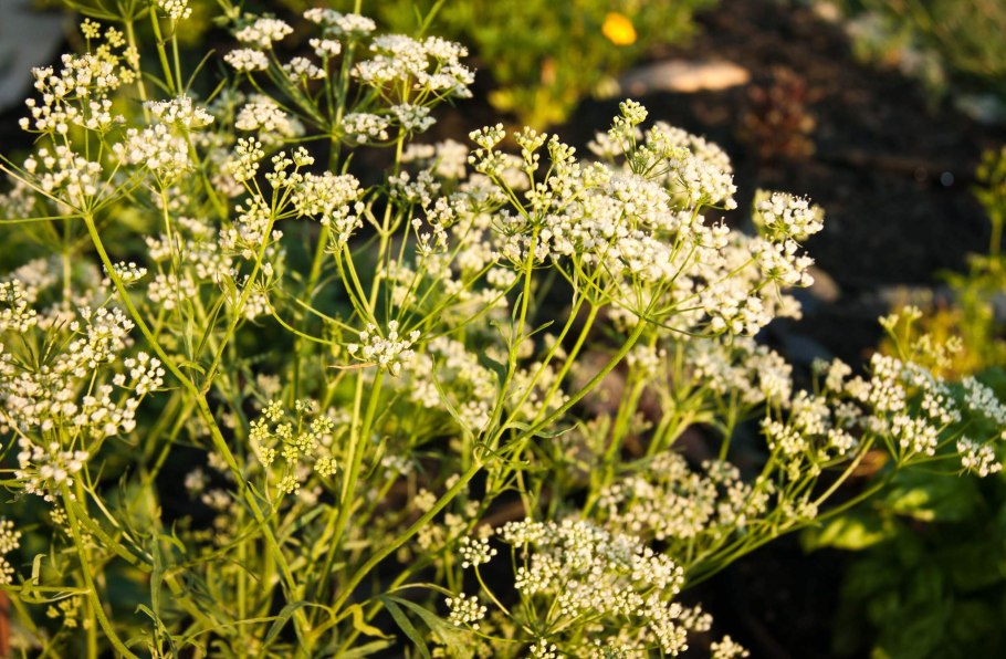 Бедренец армянский