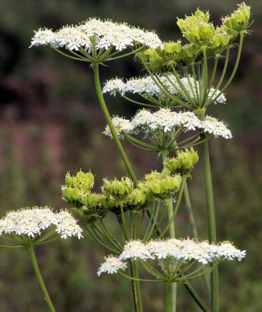 Бедренец анисовый