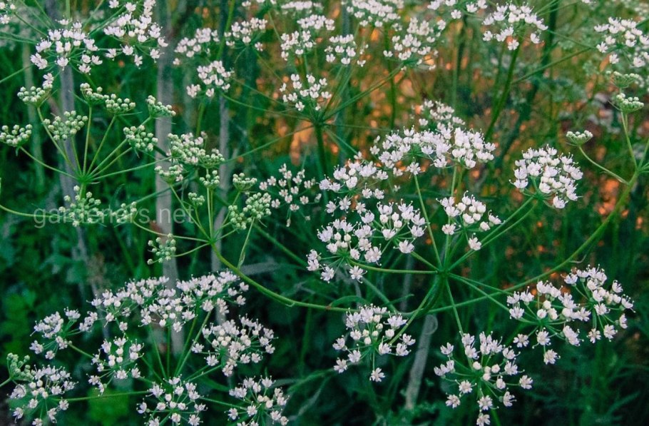 Растение Pimpinella anisum