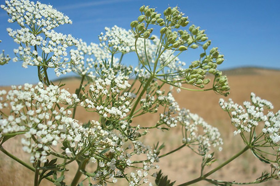 Анис обыкновенный