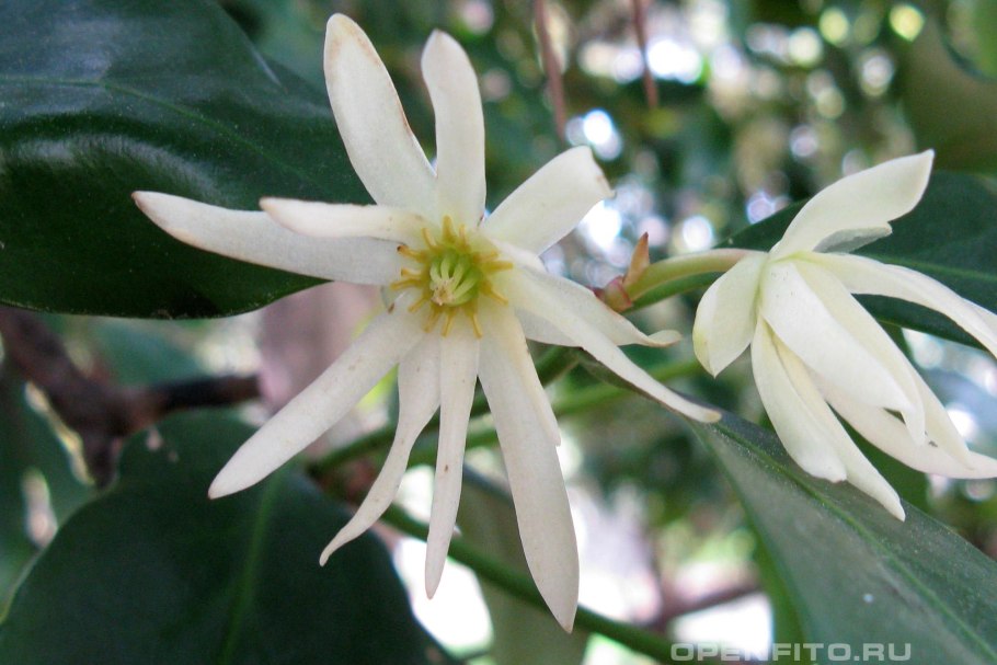 Бадьян звездчатый растение